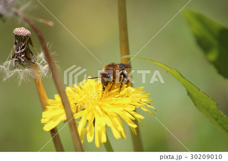 タンポポに吸蜜するニホンミツバチ タンポポに吸蜜するニホンミツバチ 30209010