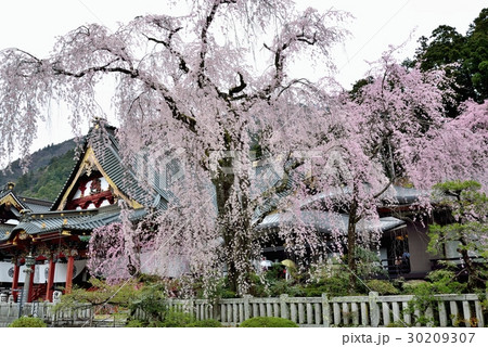 身延山久遠寺さくら 30209307