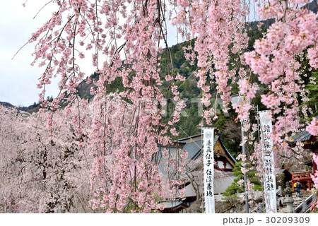 身延山久遠寺さくら 30209309
