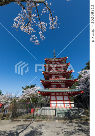 桜 忠霊塔 新倉山浅間神社 桜 忠霊塔 新倉山浅間神社 30209513