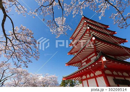 桜 忠霊塔 新倉山浅間神社 桜 忠霊塔 新倉山浅間神社 30209514