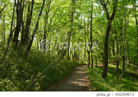 春の都立滝山城址公園はこんな感じ 八王子市 春の都立滝山城址公園はこんな感じ 八王子市 30209672