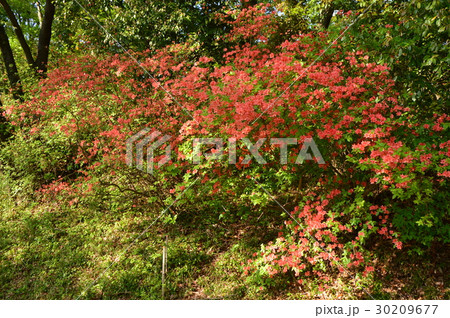 春の都立滝山城址公園はこんな感じ 八王子市 春の都立滝山城址公園はこんな感じ 八王子市 30209677