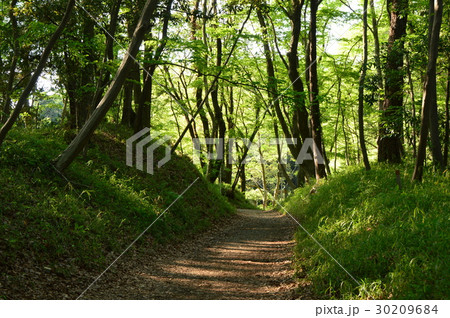 春の都立滝山城址公園はこんな感じ　八王子市 30209684