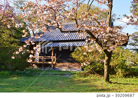 春の都立滝山城址公園はこんな感じ　八王子市 30209687