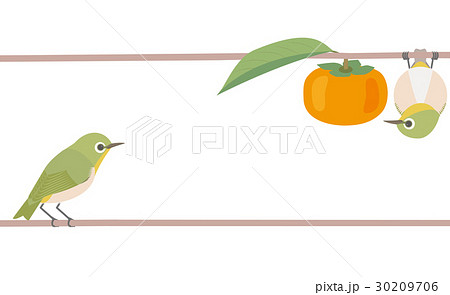メジロと柿 和風 メジロと柿 和風 30209706