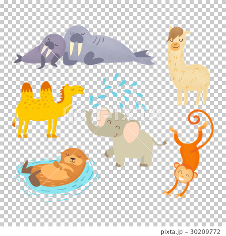 動物 30209772