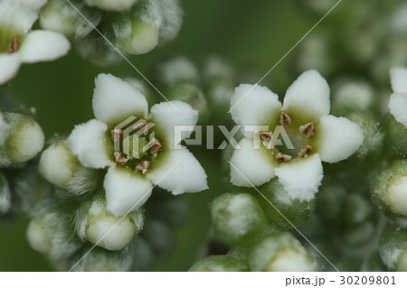 自然　植物　モンパノキ、白い小さな花が枝先に集まって咲きます 30209801