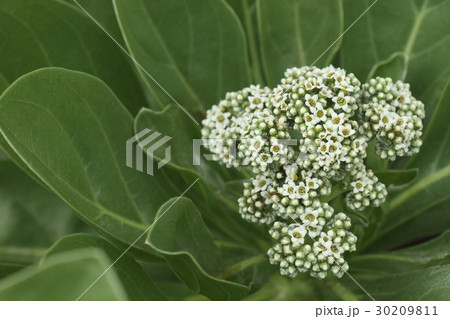 自然 植物 モンパノキ、八重山では砂浜に出るともれなく視界に入ってきます? 自然 植物 モンパノキ、八重山では砂浜に出るともれなく視界に入ってきます? 30209811