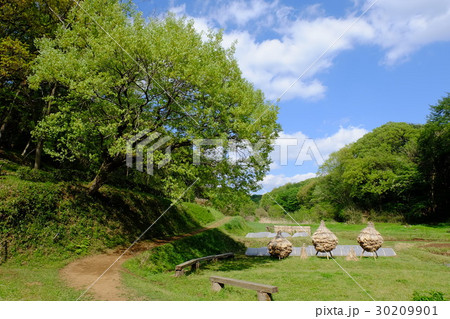 里山の新緑の風景 30209901
