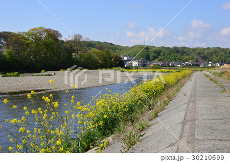 春の多摩丘陵浅川はこんな感じ 八王子市 春の多摩丘陵浅川はこんな感じ 八王子市 30210699