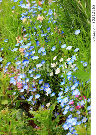 花の壁紙55 30212968