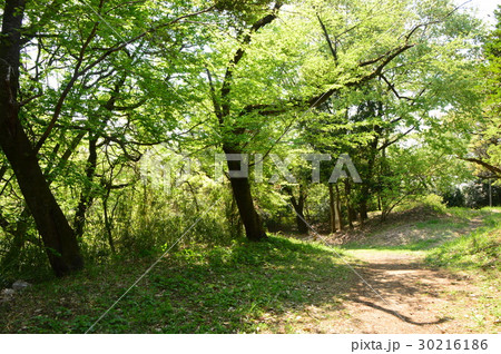 春爛漫の都立平山城址公園 八王子市 春爛漫の都立平山城址公園 八王子市 30216186