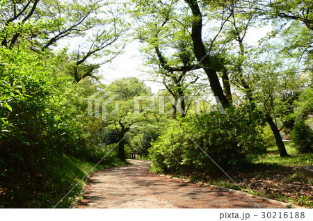 春爛漫の都立平山城址公園 八王子市 春爛漫の都立平山城址公園 八王子市 30216188