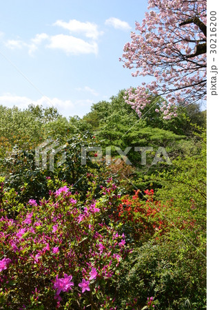 春爛漫の都立平山城址公園 八王子市 春爛漫の都立平山城址公園 八王子市 30216200