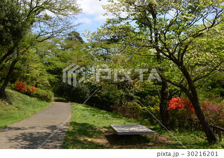 春爛漫の都立平山城址公園 八王子市 春爛漫の都立平山城址公園 八王子市 30216201