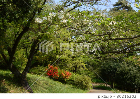 春爛漫の都立平山城址公園 八王子市 春爛漫の都立平山城址公園 八王子市 30216202