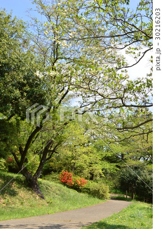 春爛漫の都立平山城址公園 八王子市 春爛漫の都立平山城址公園 八王子市 30216203