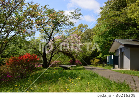 春爛漫の都立平山城址公園 八王子市 春爛漫の都立平山城址公園 八王子市 30216209