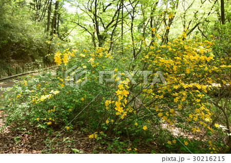 春爛漫の都立平山城址公園 八王子市 春爛漫の都立平山城址公園 八王子市 30216215