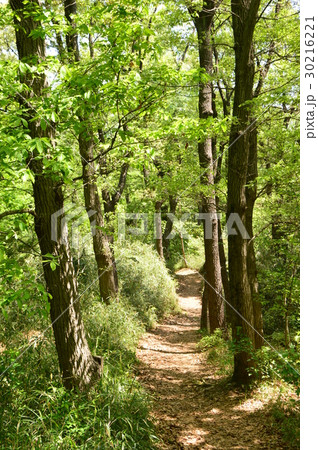 春爛漫の都立平山城址公園 八王子市 春爛漫の都立平山城址公園 八王子市 30216221