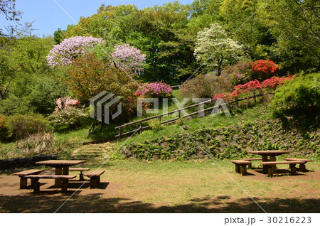 春爛漫の都立平山城址公園 八王子市 春爛漫の都立平山城址公園 八王子市 30216223