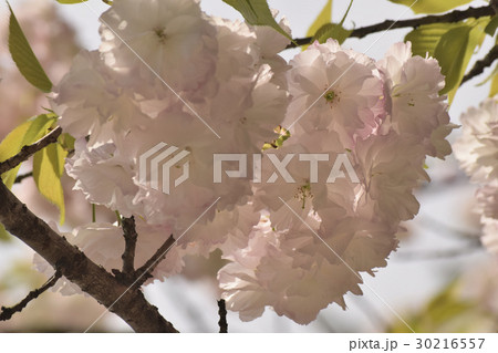 一葉(八重桜) 一葉(八重桜) 30216557