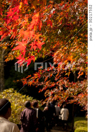 紅葉 秋イメージ 紅葉 秋イメージ 30217502