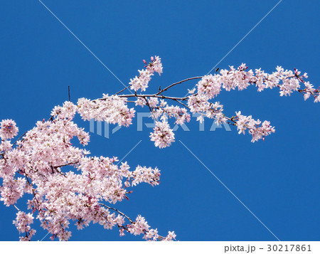 Thornhill cherry blossom branch 2017 30217861