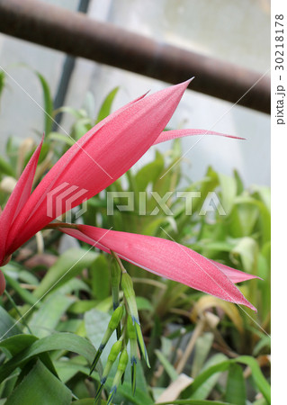 Beautiful flowers in nature Beautiful flowers in nature 30218178