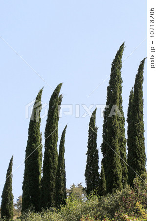Cypreast trees in the nature background Cypreast trees in the nature background 30218206