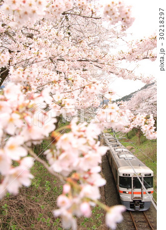 山北の桜と御殿場線 30218297