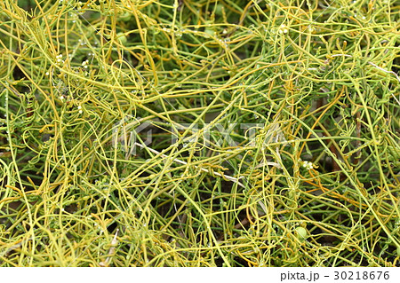 自然 植物 スナヅル、こんがらがった紐のような・・・。方言でソーミン(素麺)グサともいうそうです 自然 植物 スナヅル、こんがらがった紐のような・・・。方言でソーミン(素麺)グサともいうそうです 30218676