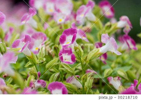Wishbone flower (Torenia fournieri) in garden. Wishbone flower (Torenia fournieri) in garden. 30218710