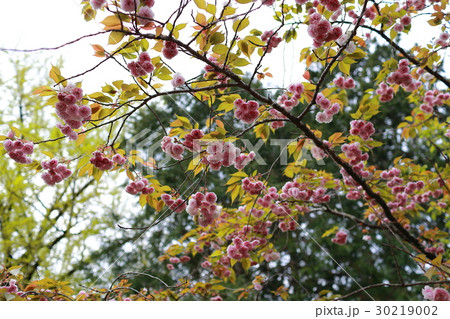 牡丹桜 30219002
