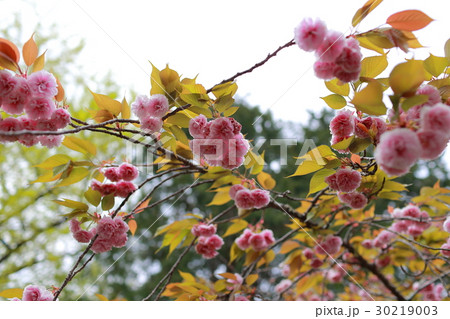 牡丹桜 30219003