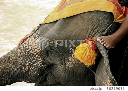 Human and animal relationship 30219031