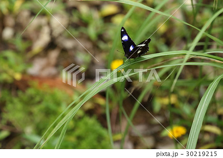 生き物　昆虫　リュウキュウムラサキ、翅の白とブルーが日差しに映えて美しい 30219215