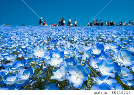 ネモフィラ 30219216