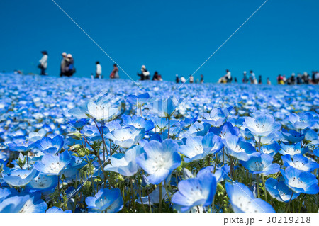 ネモフィラ ネモフィラ 30219218