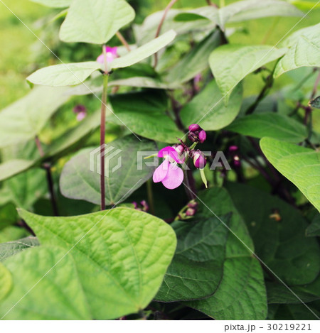 Runner Bean Plant with flower in a Vegetable Runner Bean Plant with flower in a Vegetable 30219221