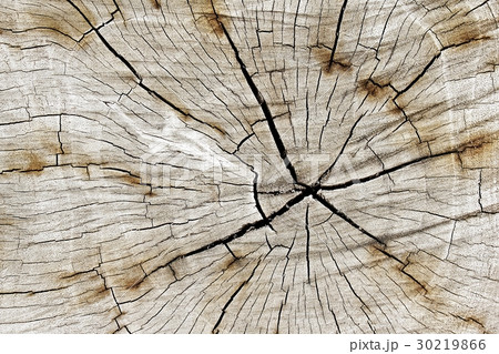 Natural pattern. Natural pattern. 30219866