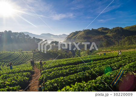 Strawberry field in morning with fog on hil 30220009