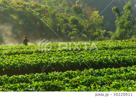 Strawberry field with fog hill of mountain 30220011