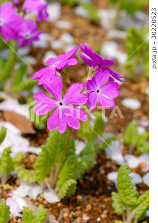 サクラソウ 30220523