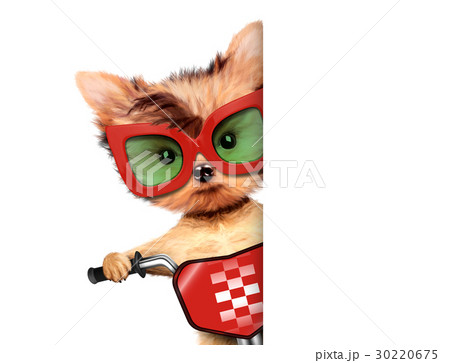 Funny racer dog with bike, helmet and googles Funny racer dog with bike, helmet and googles 30220675