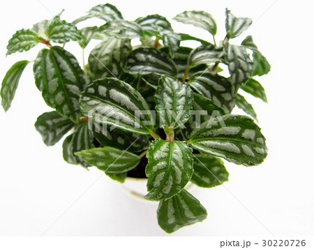 ピレア　観葉植物 30220726