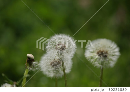 たんぽぽのわた毛 30221089
