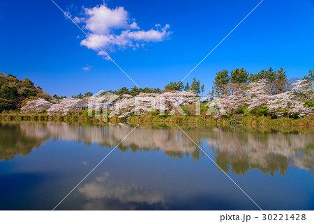 【静岡県沼津市】井田の明神池、桜の季節 30221428