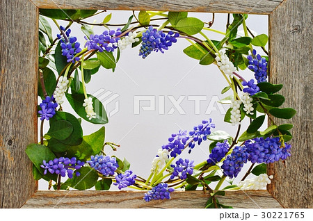 白と紫のムスカリ 白と紫のムスカリ 30221765